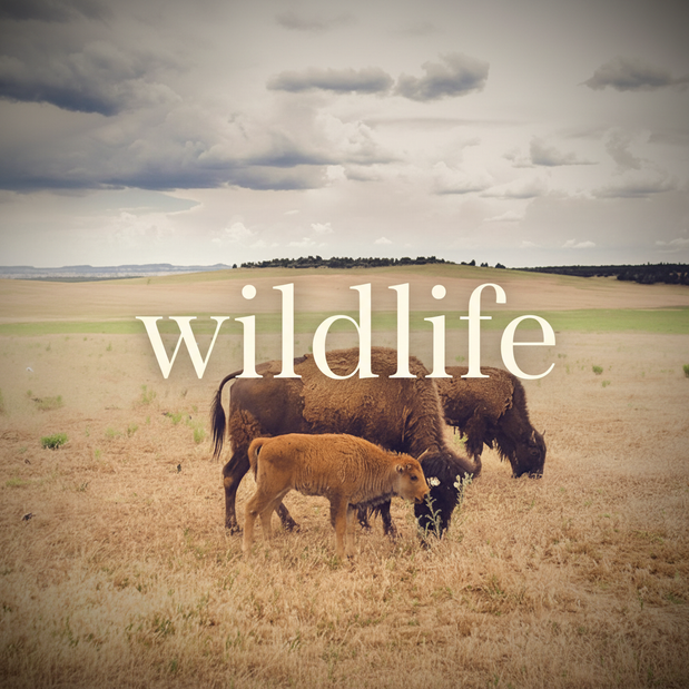 Wildlife Collection Thumbnail