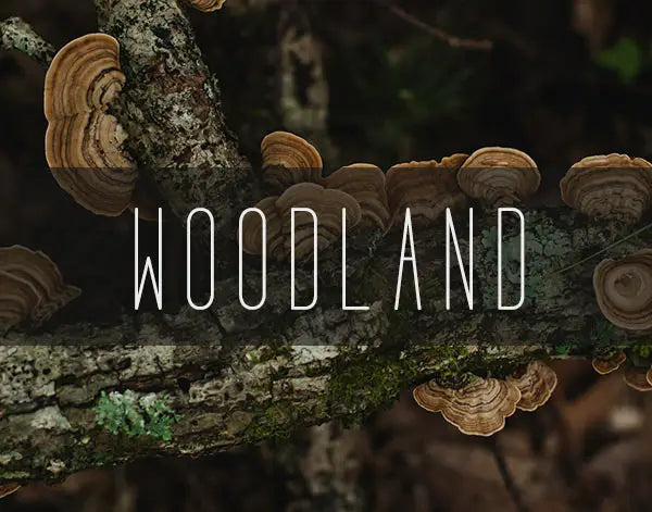 Woodland and Forest Photography