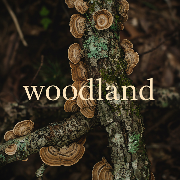 Woodland Collection Thumbnail