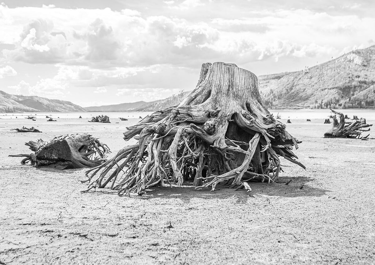 Sun Bleached Tree Roots Photo Print, Black and White Nature Photography, Lake Life