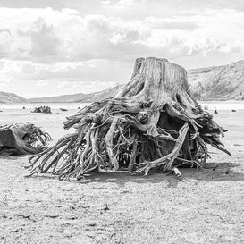 Sun Bleached Tree Roots Photo Print, Black and White Nature Photography, Lake Life