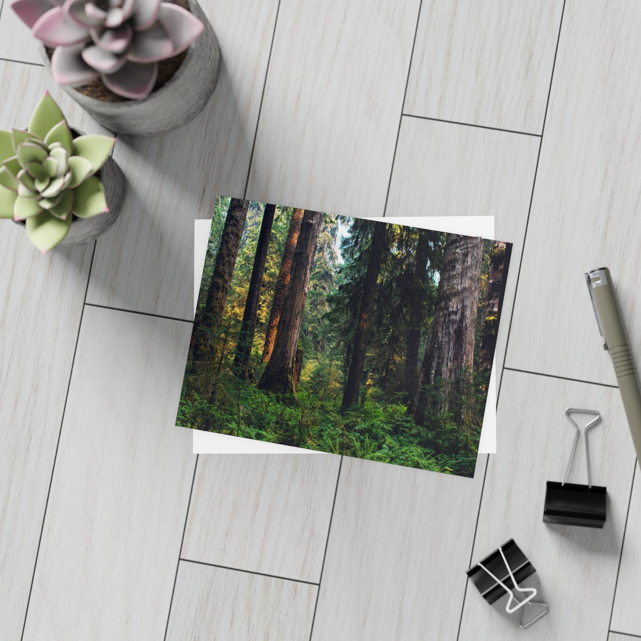 Olympic National Park Cedar Forest Postcard Bundle - Postcrossing Deal