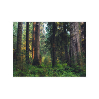 Olympic National Park Cedar Forest Postcard Bundle - Postcrossing Deal