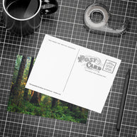 Olympic National Park Cedar Forest Postcard Bundle - Postcrossing Deal
