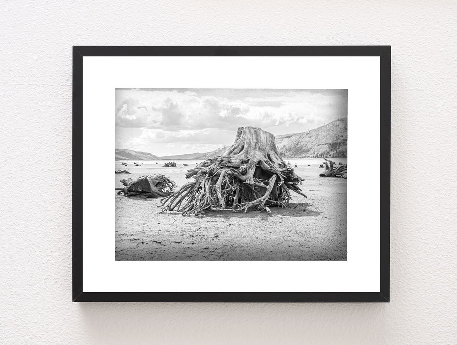Sun Bleached Tree Roots Photo Print, Black and White Nature Photography, Lake Life