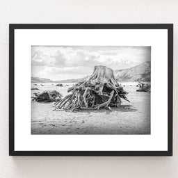 Sun Bleached Tree Roots Photo Print, Black and White Nature Photography, Lake Life