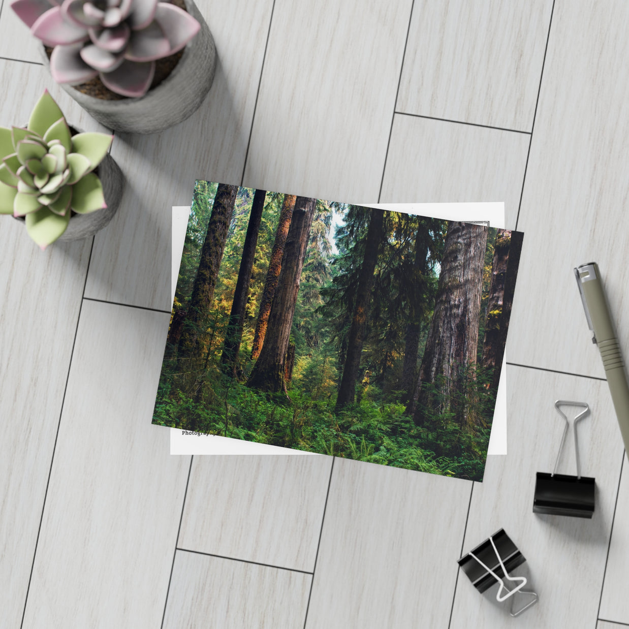 Olympic National Park Cedar Forest Postcard Bundle - Postcrossing Deal