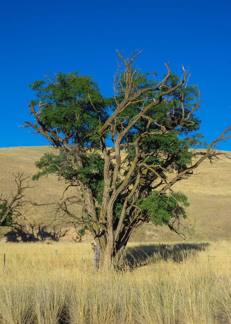 Hawk in a Tree Photo Print, Palouse Washington Photography, Farmland, Great Plains