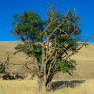 Hawk in a Tree Photo Print, Palouse Washington Photography, Farmland, Great Plains