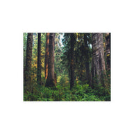 Olympic National Park Cedar Forest Postcard Bundle - Postcrossing Deal