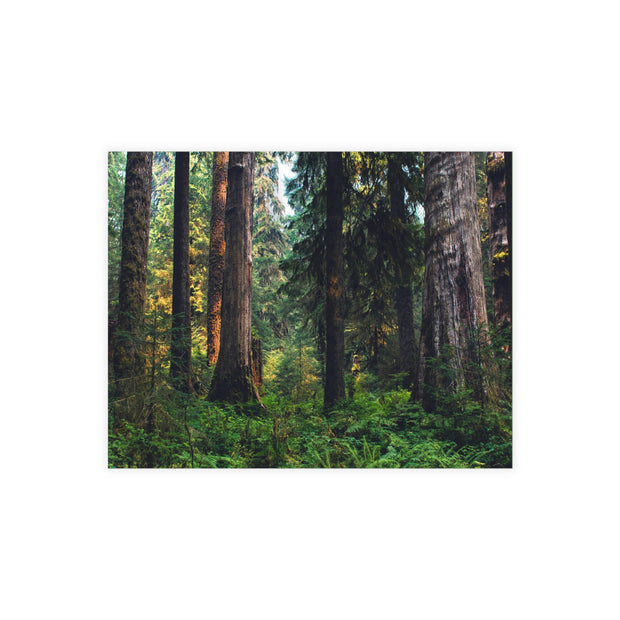 Olympic National Park Cedar Forest Postcard Bundle - Postcrossing Deal
