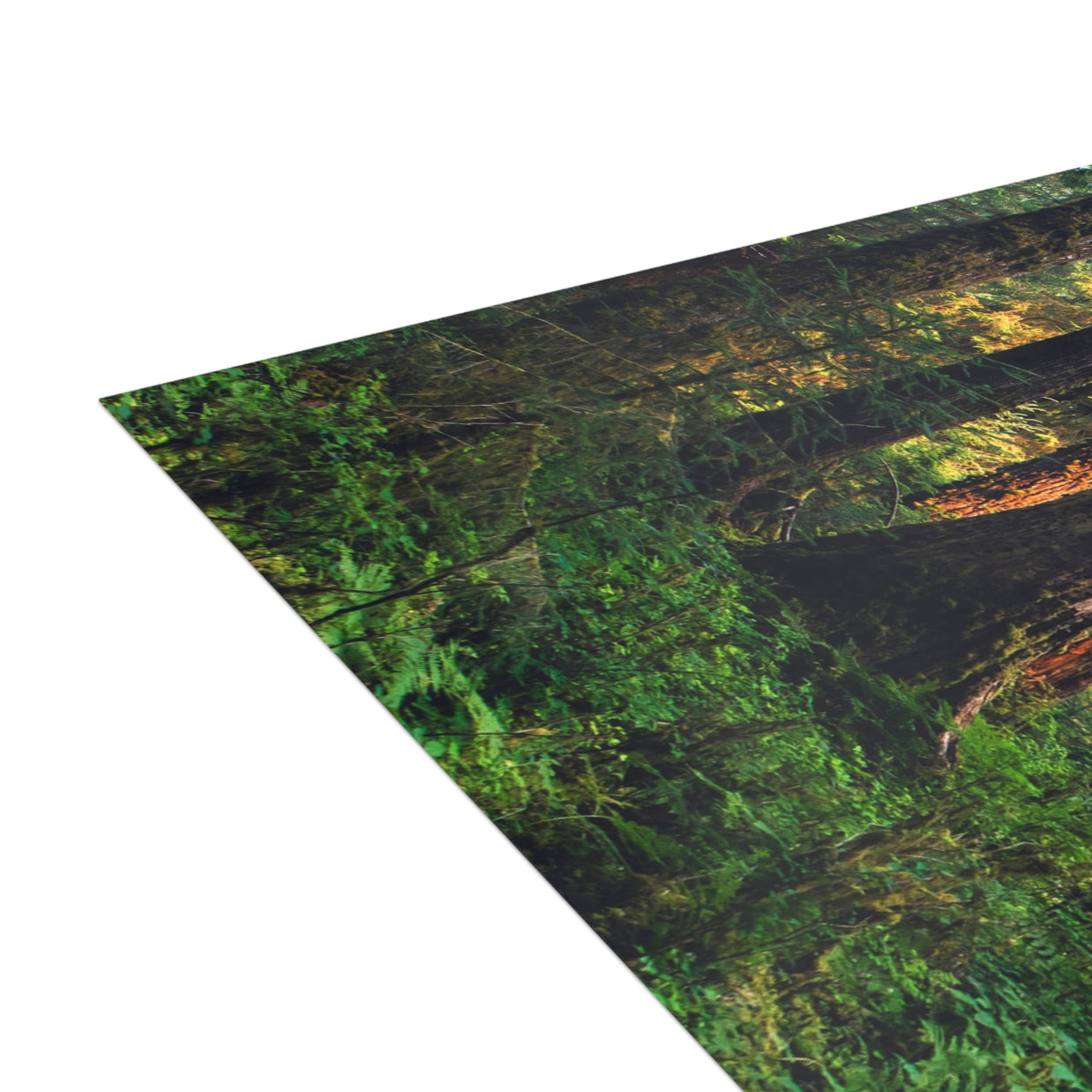 Olympic National Park Cedar Forest Postcard Bundle - Postcrossing Deal