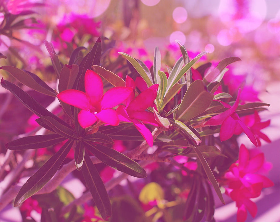 Desert Rose Art Print, Arizona Nature Photography, Floral Wall Decor