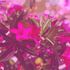 Desert Rose Art Print, Arizona Nature Photography, Floral Wall Decor