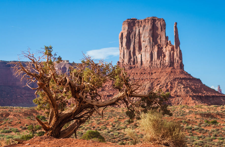 Monument Valley Photo Print, Juniper Tree, Arizona Wall Art