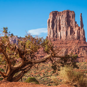 Monument Valley Photo Print, Juniper Tree, Arizona Wall Art