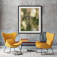 Dragonfly Photo Print, Montana Nature Photography, Insect Art