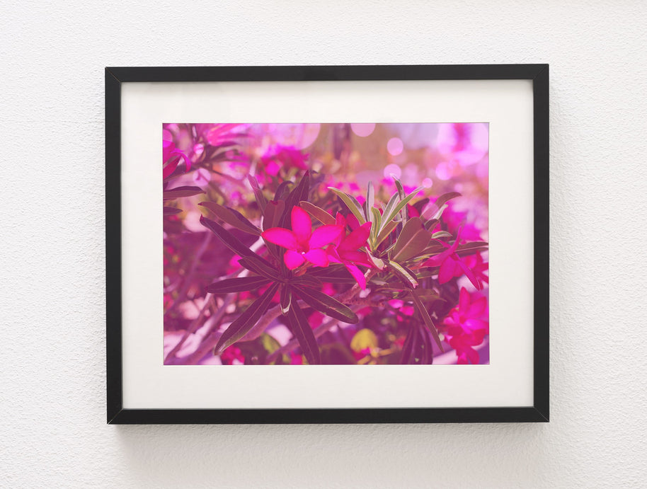 Desert Rose Art Print, Arizona Nature Photography, Floral Wall Decor