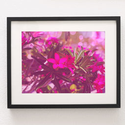 Desert Rose Art Print, Arizona Nature Photography, Floral Wall Decor