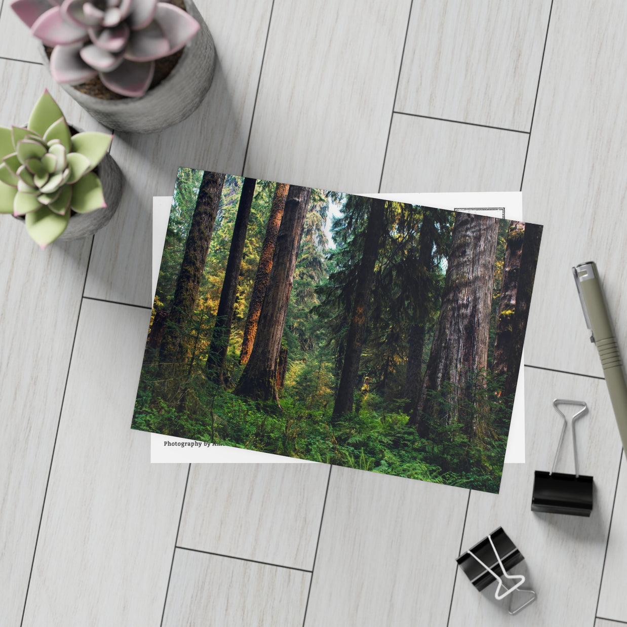 Olympic National Park Cedar Forest Postcard Bundle - Postcrossing Deal