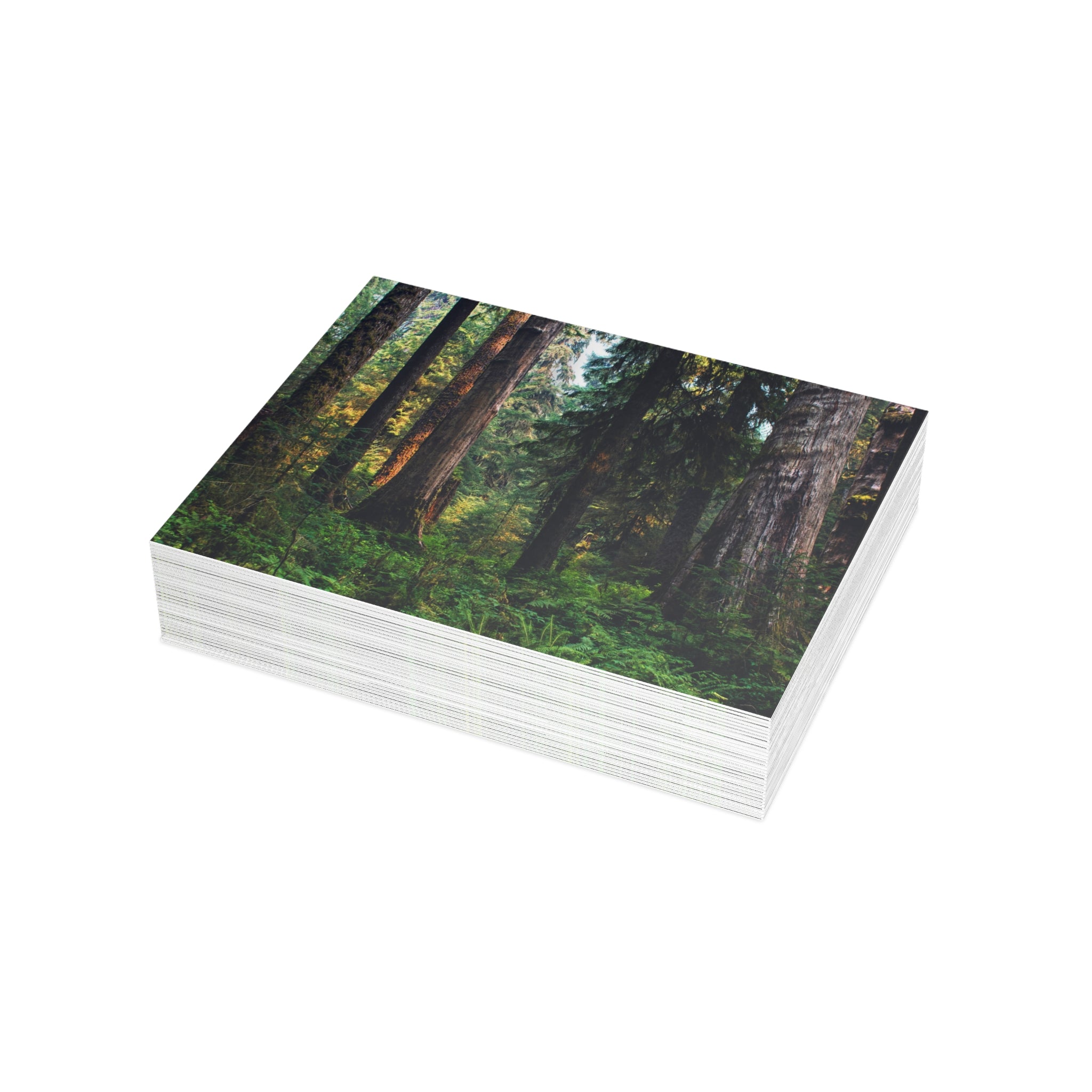 Olympic National Park Cedar Forest Postcard Bundle - Postcrossing Deal