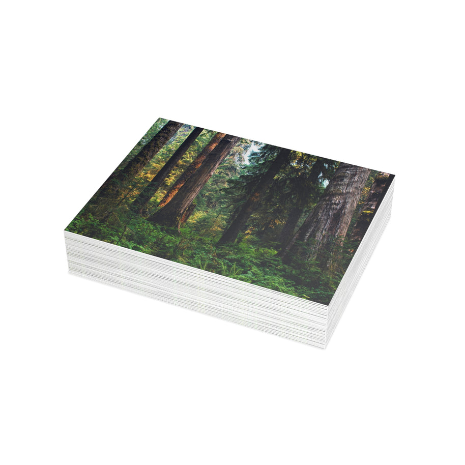 Postkartenset Olympic National Park Zedernwald – Postcrossing-Angebot