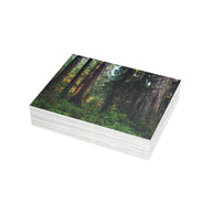 Olympic National Park Cedar Forest Postcard Bundle - Postcrossing Deal
