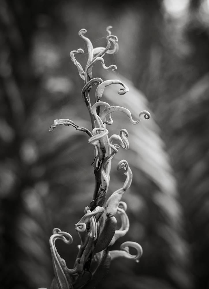 Black and White Fern Photography, Florida Everglades Botanical Art Print