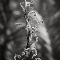 Black and White Fern Photography, Florida Everglades Botanical Art Print