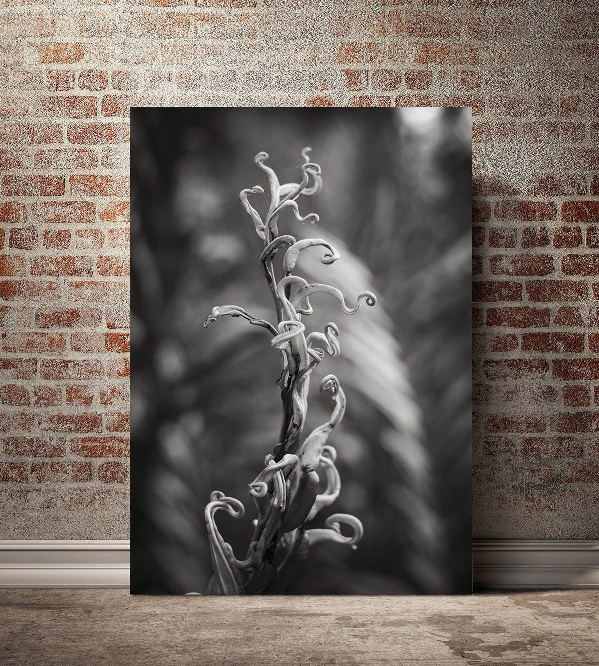Black and White Fern Photography, Florida Everglades Botanical Art Print