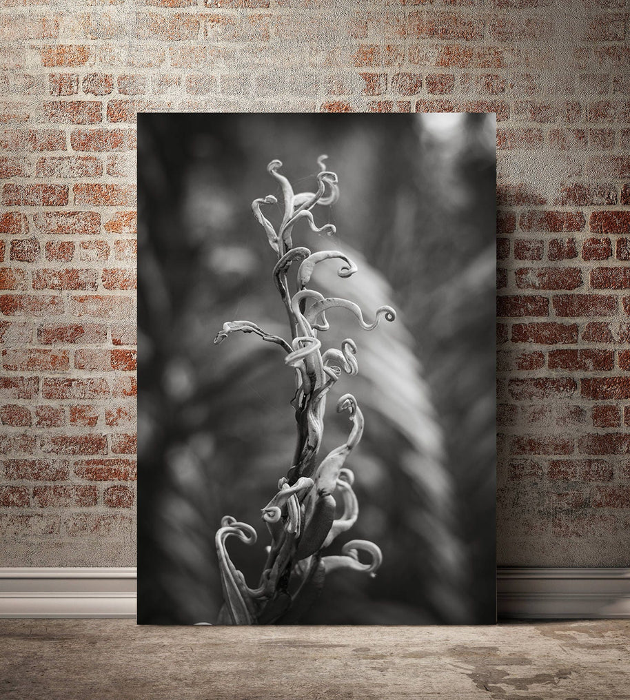 Black and White Fern Photography, Florida Everglades Botanical Art Print