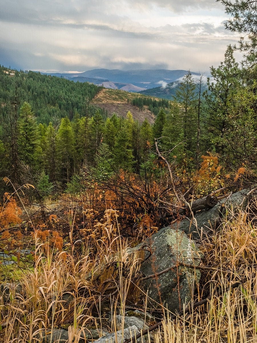 Colville National Forest Photography Print, Autumn Wilderness View