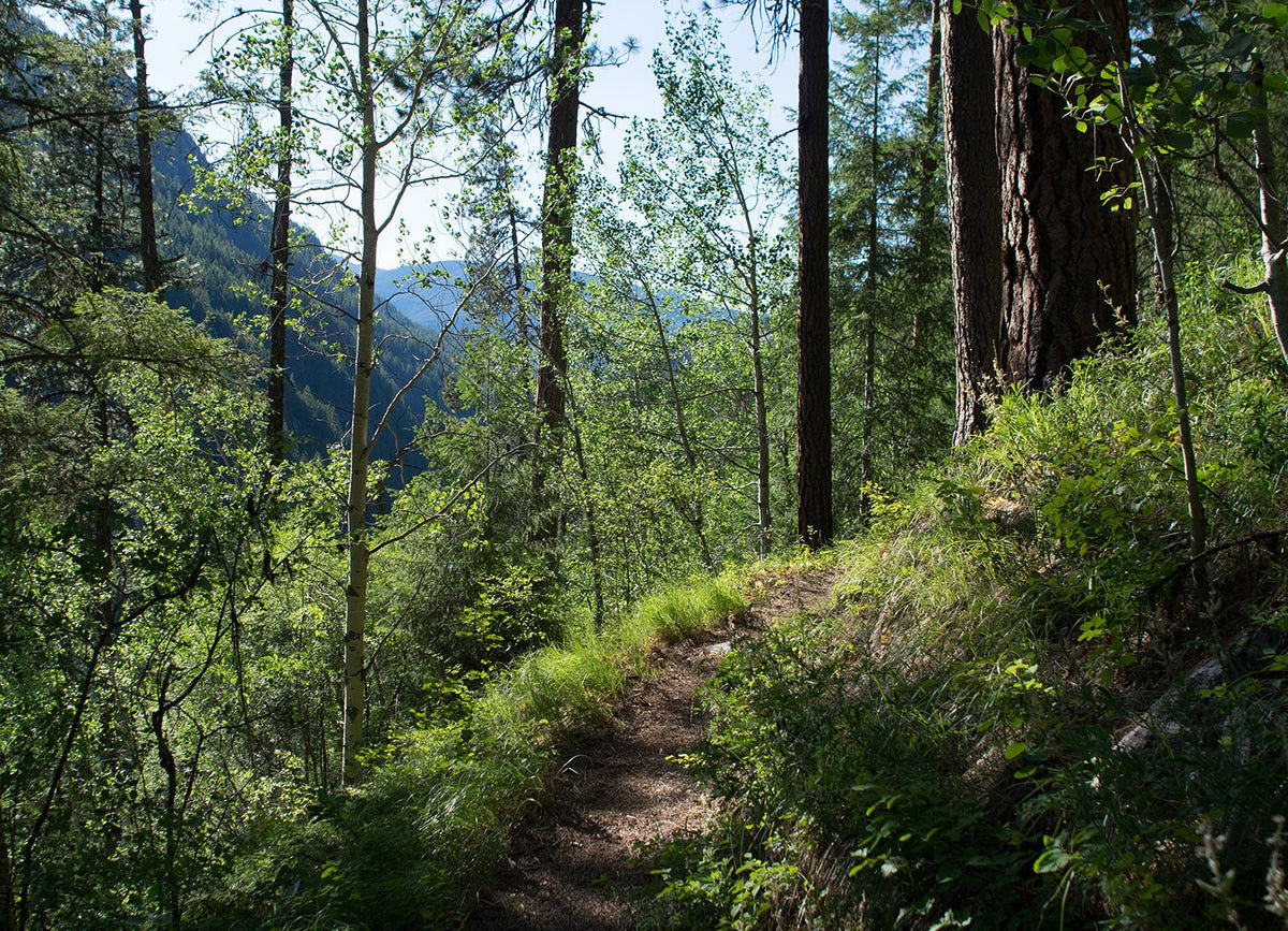 Pacific Northwest Hiking Trail Print, Spokane Pine Forest Art