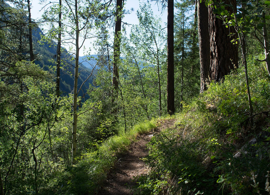 Pacific Northwest Hiking Trail Print, Spokane Pine Forest Art