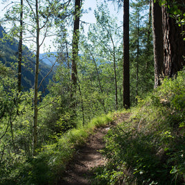 Pacific Northwest Hiking Trail Print, Spokane Pine Forest Art