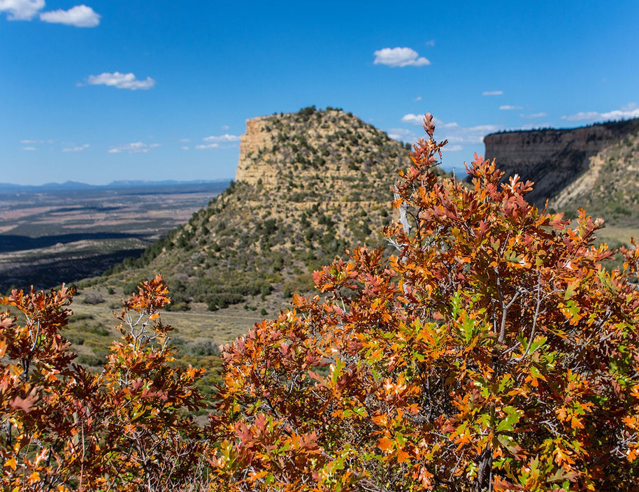 Mesa Verde Autumn Photo Print, Fall Colors, Southwest Nature Photography, Colorado, Oak Trees
