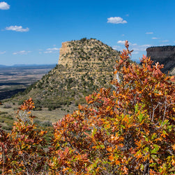 Mesa Verde Autumn Photo Print, Fall Colors, Southwest Nature Photography, Colorado, Oak Trees