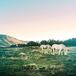 White Horses Photography Print, Colorado Sunset Wall Art