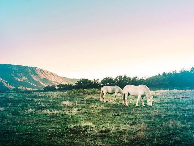 White Horses Photography Print, Colorado Sunset Wall Art