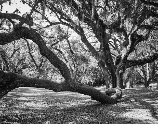 Louisiana Live Oak Photography Print, Jungle Gardens Nature Decor