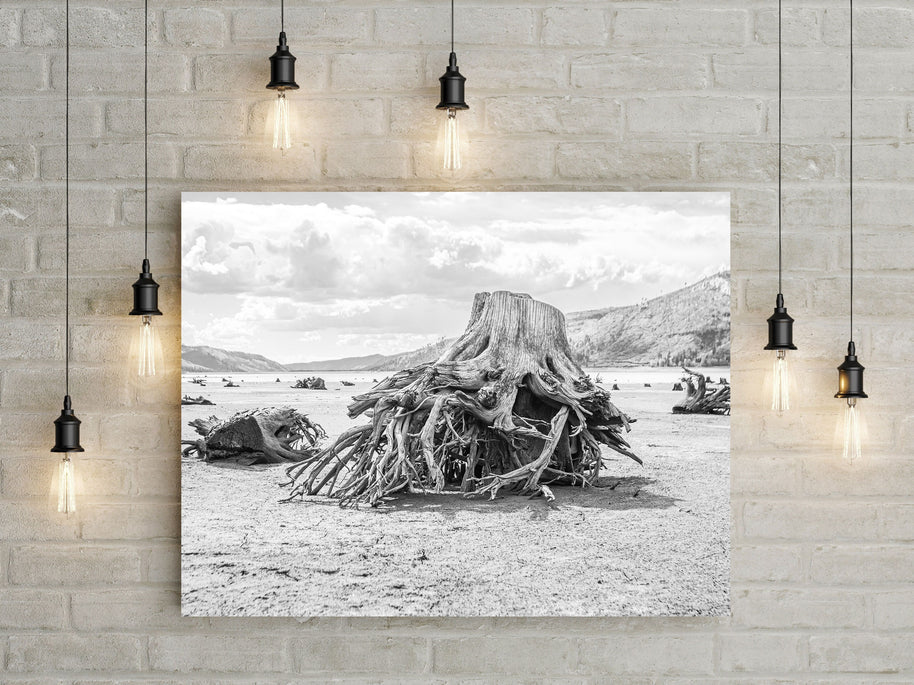 Sun Bleached Tree Roots Photo Print, Black and White Nature Photography, Lake Life