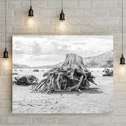 Sun Bleached Tree Roots Photo Print, Black and White Nature Photography, Lake Life