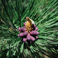 Moth on Pine Flower Photo Print, Washington Nature Photography