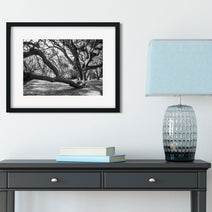 Louisiana Live Oak Photography Print, Jungle Gardens Nature Decor