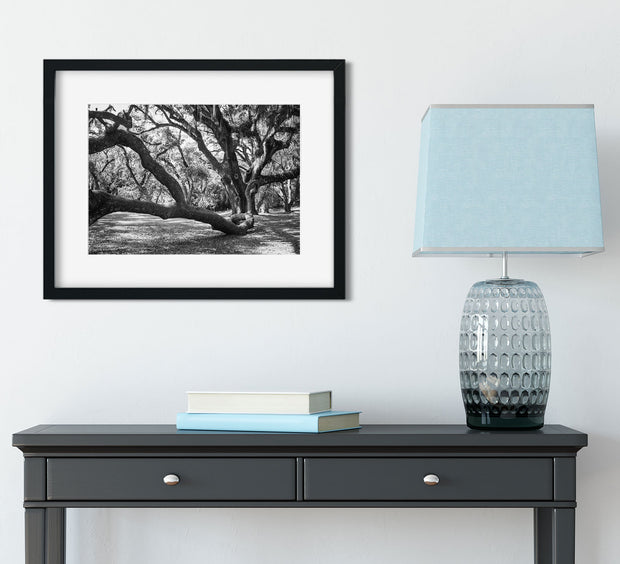 Louisiana Live Oak Photography Print, Jungle Gardens Nature Decor