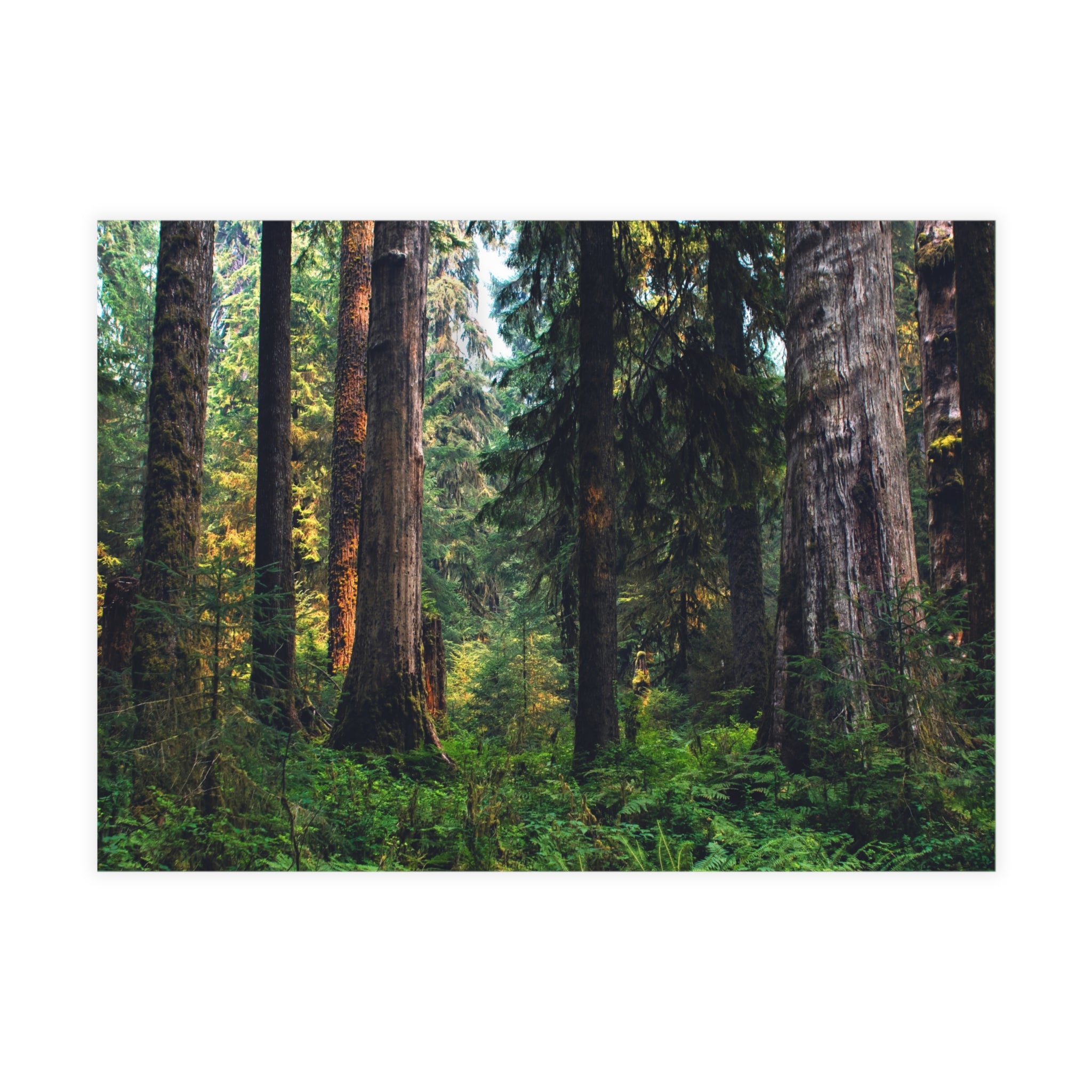 Olympic National Park Cedar Forest Postcard Bundle - Postcrossing Deal