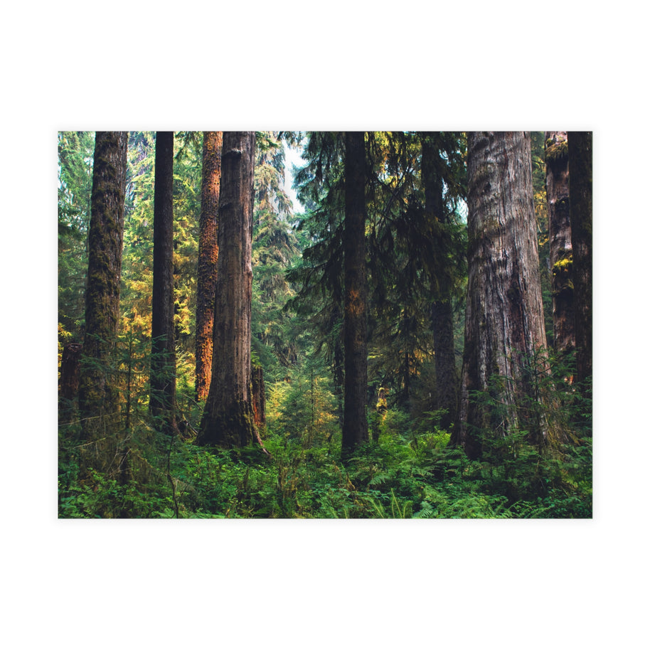 Postkartenset Olympic National Park Zedernwald – Postcrossing-Angebot