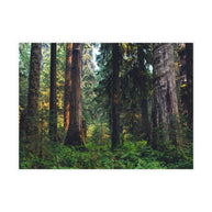 Olympic National Park Cedar Forest Postcard Bundle - Postcrossing Deal