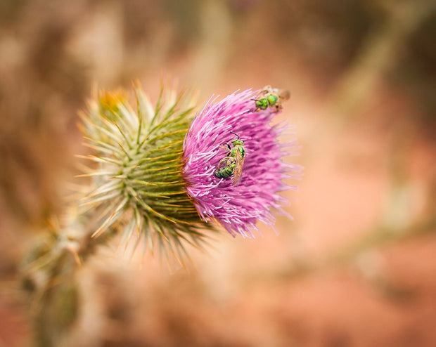 Green Bees and Thistle Fine Art Photo Print, Utah Desert