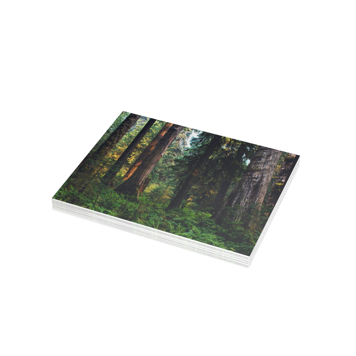 Olympic National Park Cedar Forest Postcard Bundle - Postcrossing Deal